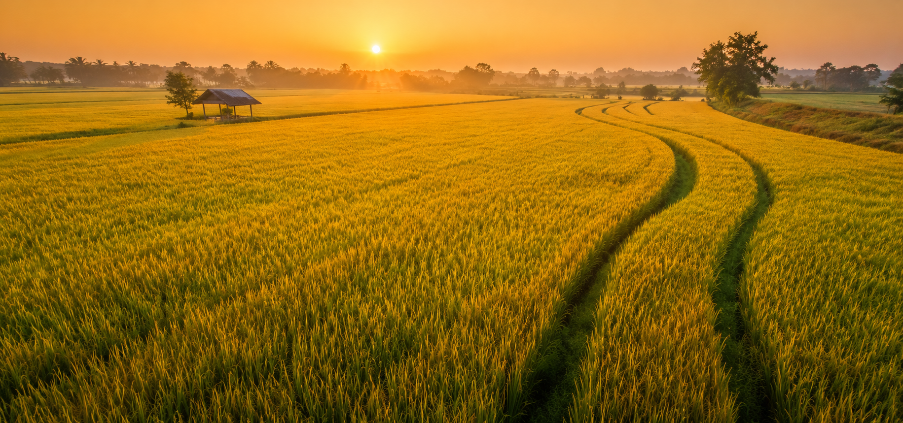 Premium Indian rice and agricultural exports